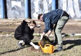 К посадке цветов и деревьев приступают в Вологде