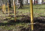 К посадке цветов и деревьев приступают в Вологде