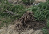 В Вологодской области варварскими методами уничтожения красивых деревьев реализуют губернаторскую программу «Народный бюджет»