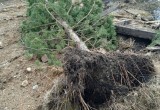 В Вологодской области варварскими методами уничтожения красивых деревьев реализуют губернаторскую программу «Народный бюджет»