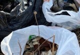В Вологде весной умирает все живое: сотни гниющих трупов напугали вологжан