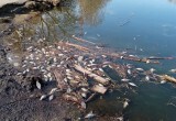 В Вологде весной умирает все живое: сотни гниющих трупов напугали вологжан