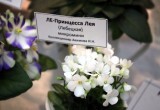 Фиалки станут экспонатами на выходных в Вологодском кремле