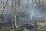 Лесной пожар в Бабаевском округе оперативно ликвидирован