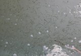 Сегодня в реку Кубену в селе Устье выпустили более 500 000 личинок нельмы