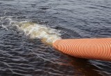 Сегодня в реку Кубену в селе Устье выпустили более 500 000 личинок нельмы