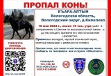 В Вологодском округе пропал поисковый конь