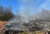 В Вологодской области сегодня ликвидировали очередной лесной пожар на площади 0,8 га