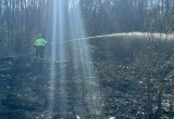 В Вологодской области сегодня ликвидировали очередной лесной пожар на площади 0,8 га