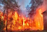 После пожара в многоквартирном доме в Вологодской области нашли выжившего котика