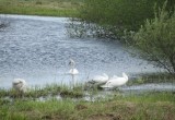 В Тарногу вернулись лебеди