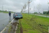 В Вологодской области беспощадно накажут водителя, который сшиб молодые клены вдоль шоссе