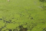 Вологжане бьют тревогу: пруды в Ковыринском парке превратились в «болото вонючее»