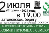 В Вологде пройдет выставка бездомных собак: "Возьми питомца в семью"