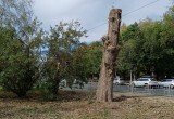 Огромное дерево спилили в центре Вологды