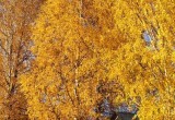 Участники нового шоу - семья Морозовых - рассказали о пользе труда и саде в деревне Крутец