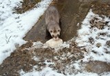 В Вологде вернули хозяевам самочку хорька: путешественницу нашли через неделю