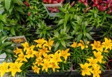 В Вологодском Ботаническом саду открылась ярмарка лилий