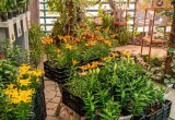В Вологодском Ботаническом саду открылась ярмарка лилий