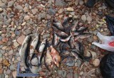 В акватории Тудозера полиция задержала мужчину со ставными сетями и незаконным уловом
