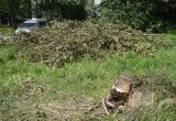 Тополь упал рядом с детской площадкой на улице Медуницинской 