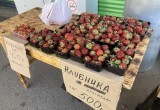 Ягод из Майского - нет. Да здравствует продукция из Краснодара, Крыма и Азербайджана?..