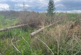 В Вологодском округе вырубили рощу, посаженную ветераном Великой Отечественной войны