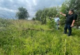 В Вологодском округе вырубили рощу, посаженную ветераном Великой Отечественной войны