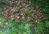 Самый опасный вредитель Европы замечен в Череповце