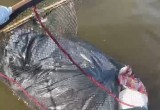 На Белом озере рыбаки вытаскивают из воды мусор вместо рыбы