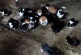 В Грязовецком округе неизвестные оставили умирать три десятка кошек на заброшенной ферме
