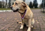 Замечательного полицейского пса Бакса в Череповце проводили на пенсию