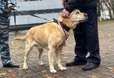 Замечательного полицейского пса Бакса в Череповце проводили на пенсию