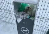 &laquo;Забытый уголок&raquo;: на площадке для выгула собак на Возрождения скопился мусор