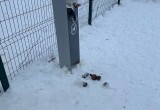 &laquo;Забытый уголок&raquo;: на площадке для выгула собак на Возрождения скопился мусор