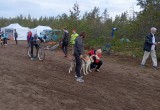Вологодская сборная успешно выступила на Кубке России и Всероссийских соревнованиях по ездовому спорту