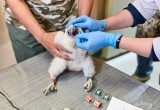 Три птенца сапсанов Уралсиба получили имена и кольца