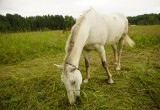 Енот сбежал с конного ранчо в Вологодском округе, где живут верблюд и чернобурки 