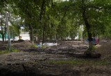Более 120 деревьев дополнительно высадят в ходе благоустройства в Кремлёвском саду Вологды