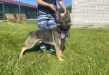 Молодой красавец Царь ищет новых хозяев