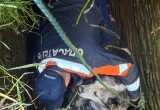 В Великом Устюге спасатели достали собаку из заброшенного колодца