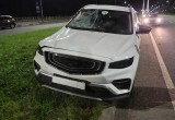 В Череповце водитель сбил лося на Шекснинском проспекте