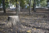Подробностями о текущем благоустройстве Кремлёвского сада поделились специалисты 