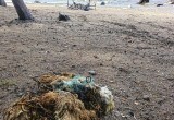 Туристы убивают берег Онежского озера горами мусора