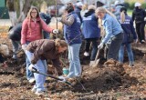 50 молодых высокорослых лип высадили в парке Кириллова