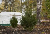 В Кремлёвском саду в Вологде приступили к высадке 130 деревьев