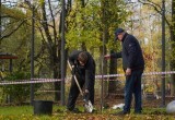 В Кремлёвском саду в Вологде приступили к высадке 130 деревьев